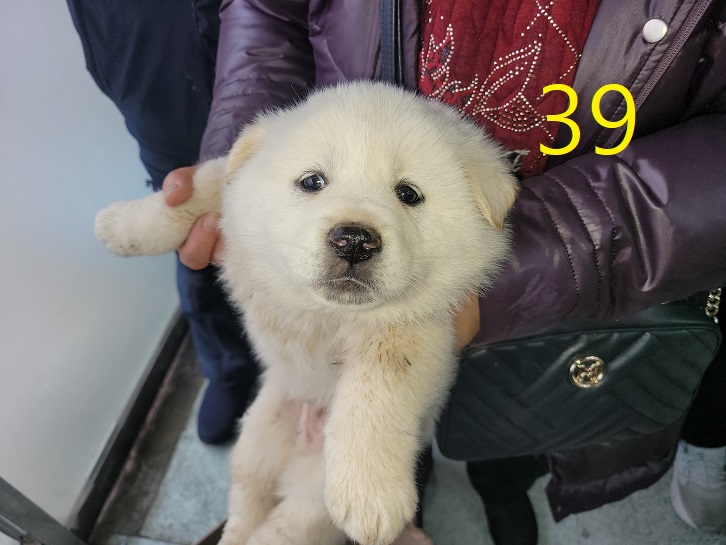 신영재동물병원_428355202500039