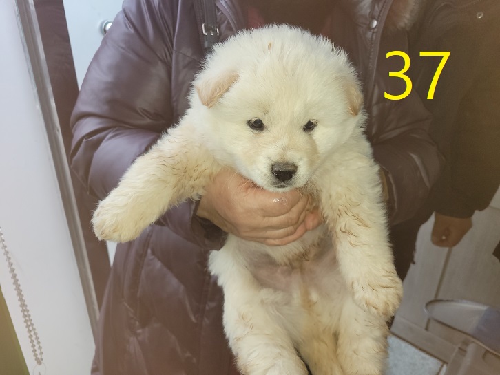 신영재동물병원_428355202500037