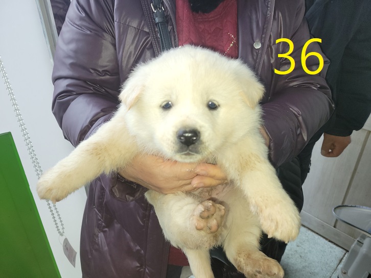 신영재동물병원_428355202500036