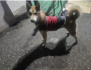 대전동물보호센터_430367202500042