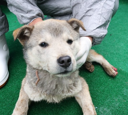 제주 동물보호센터_450650202500328
