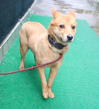 제주 동물보호센터_450650202500330