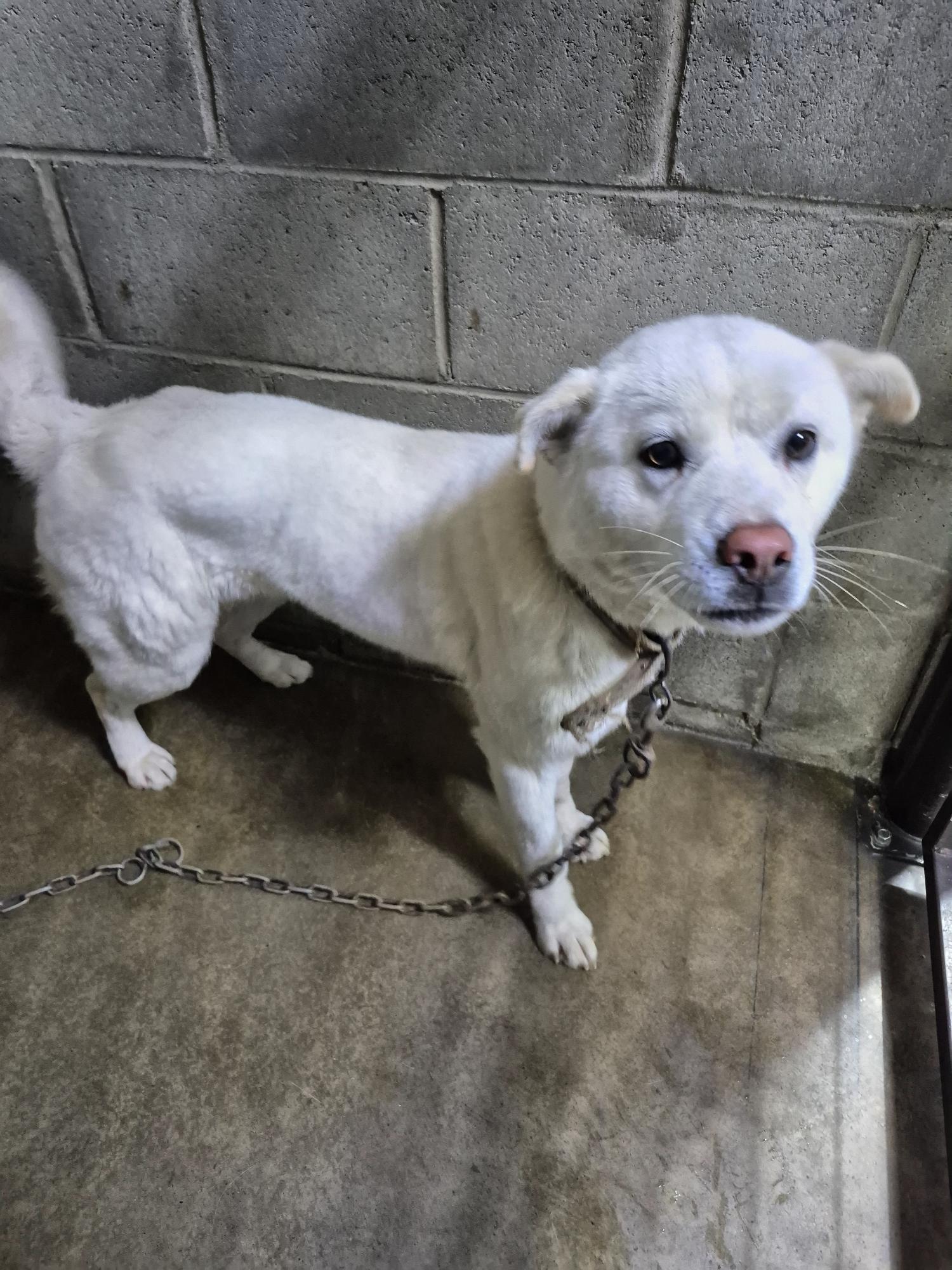 군산유기동물보호센터_445467202500113