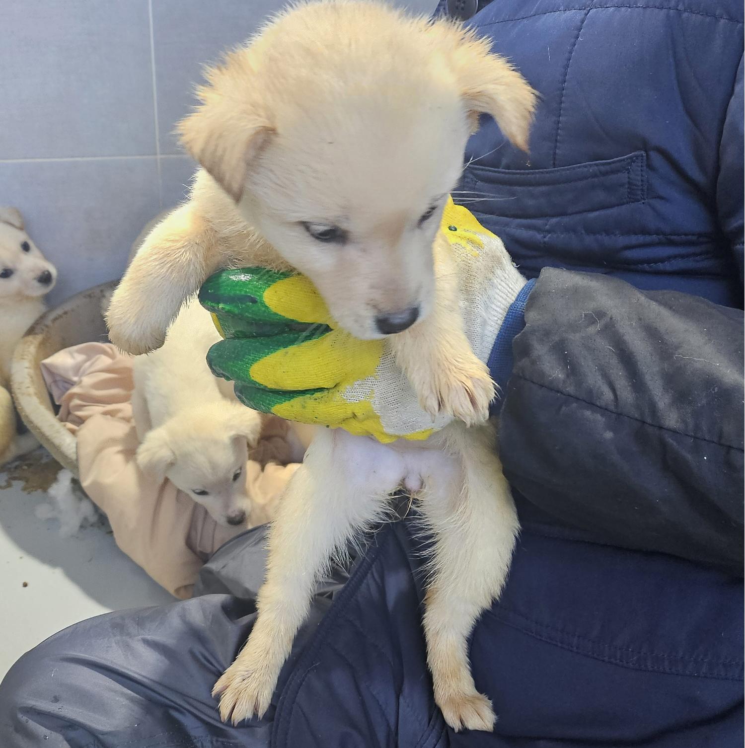 울진군동물보호센터_447525202500044