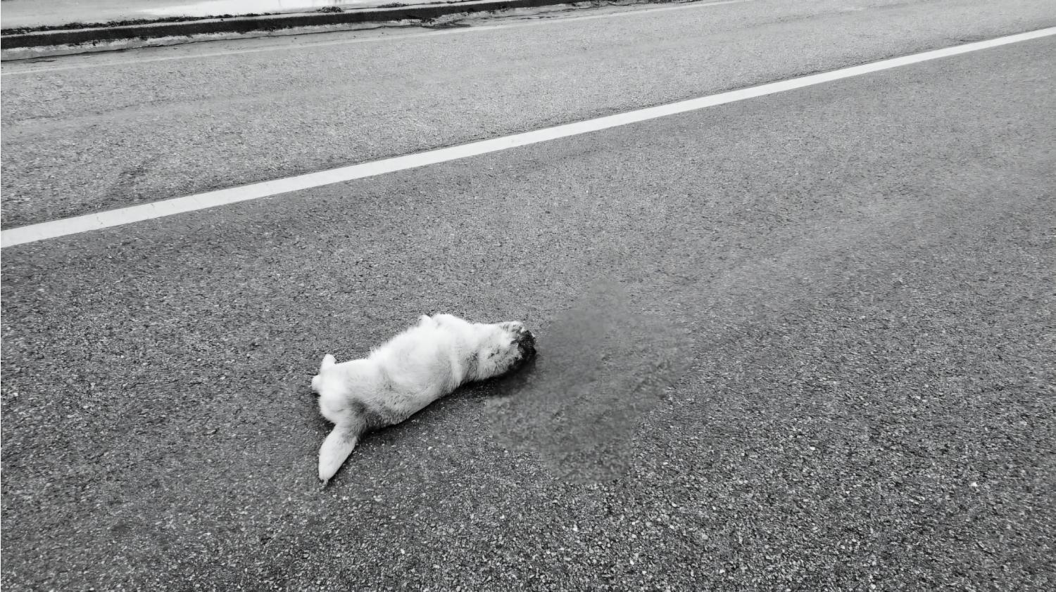 종료(자연사) 믹스…