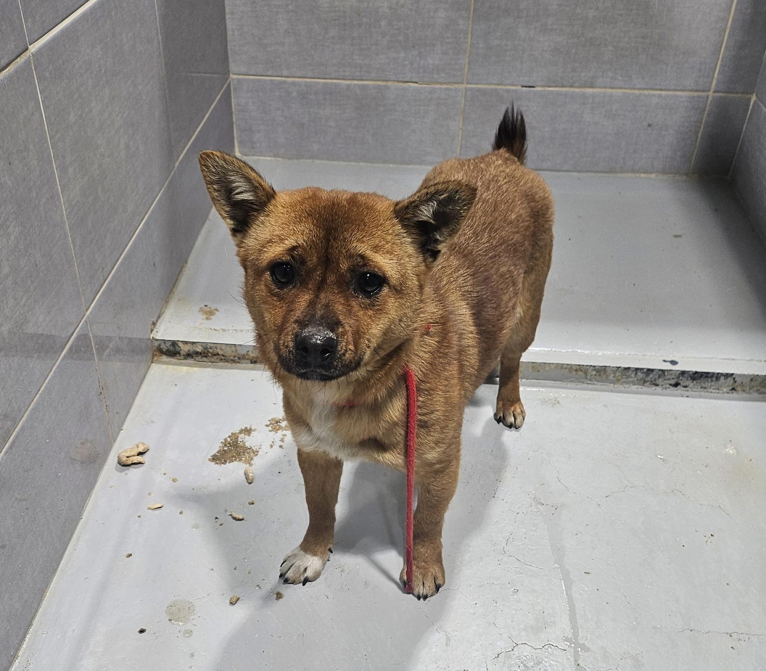 울진군동물보호센터_447525202500046