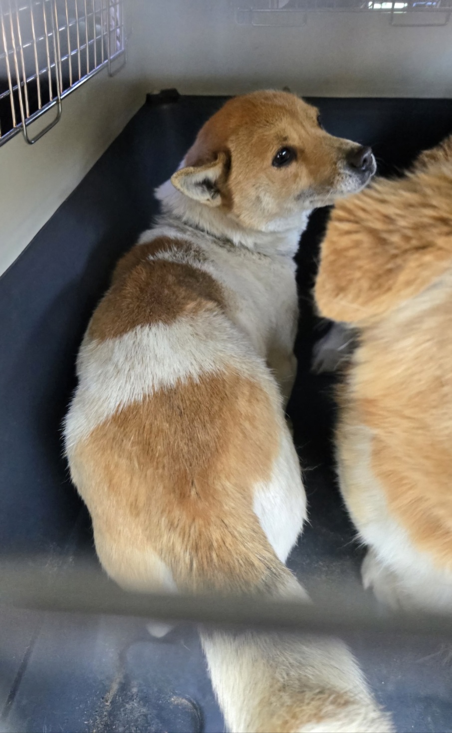울산유기동물보호센터_431373202500101