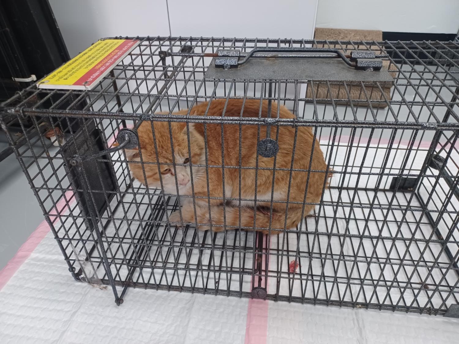 인제군동물보호센터_442433202500019