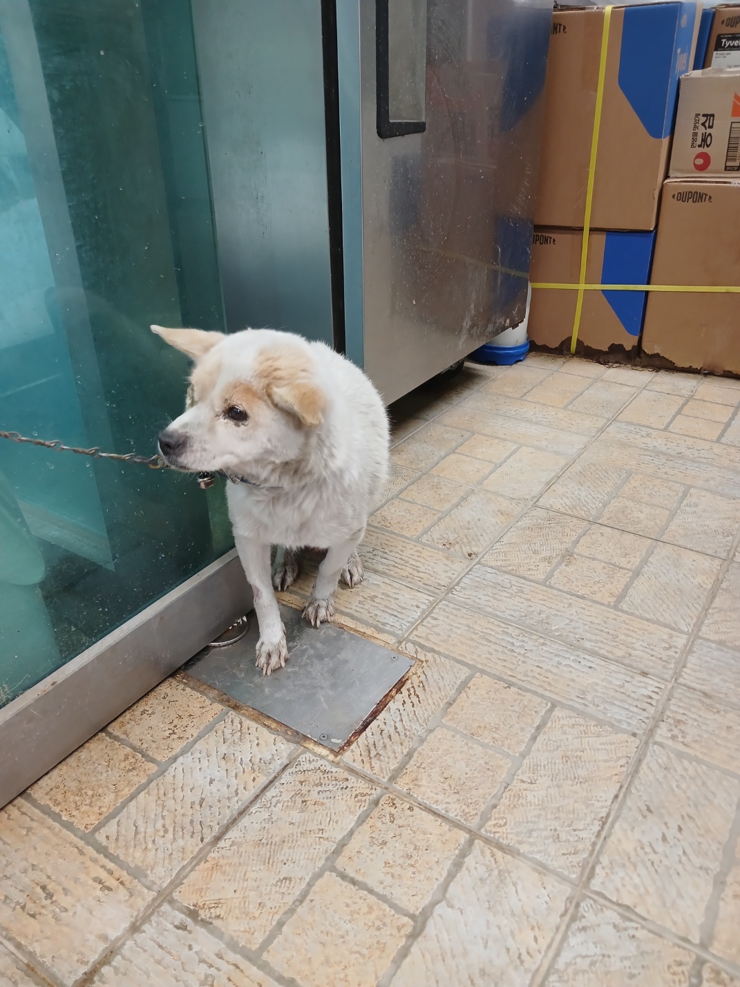 영주시 동물보호센터_447509202500032