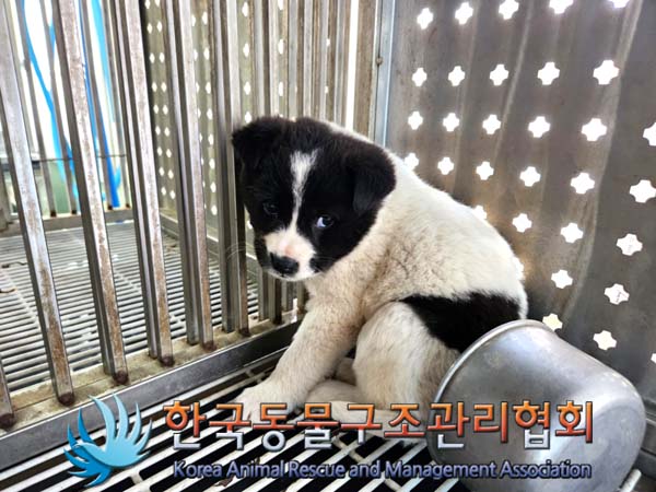 한국동물구조관리협회_441414202500046
