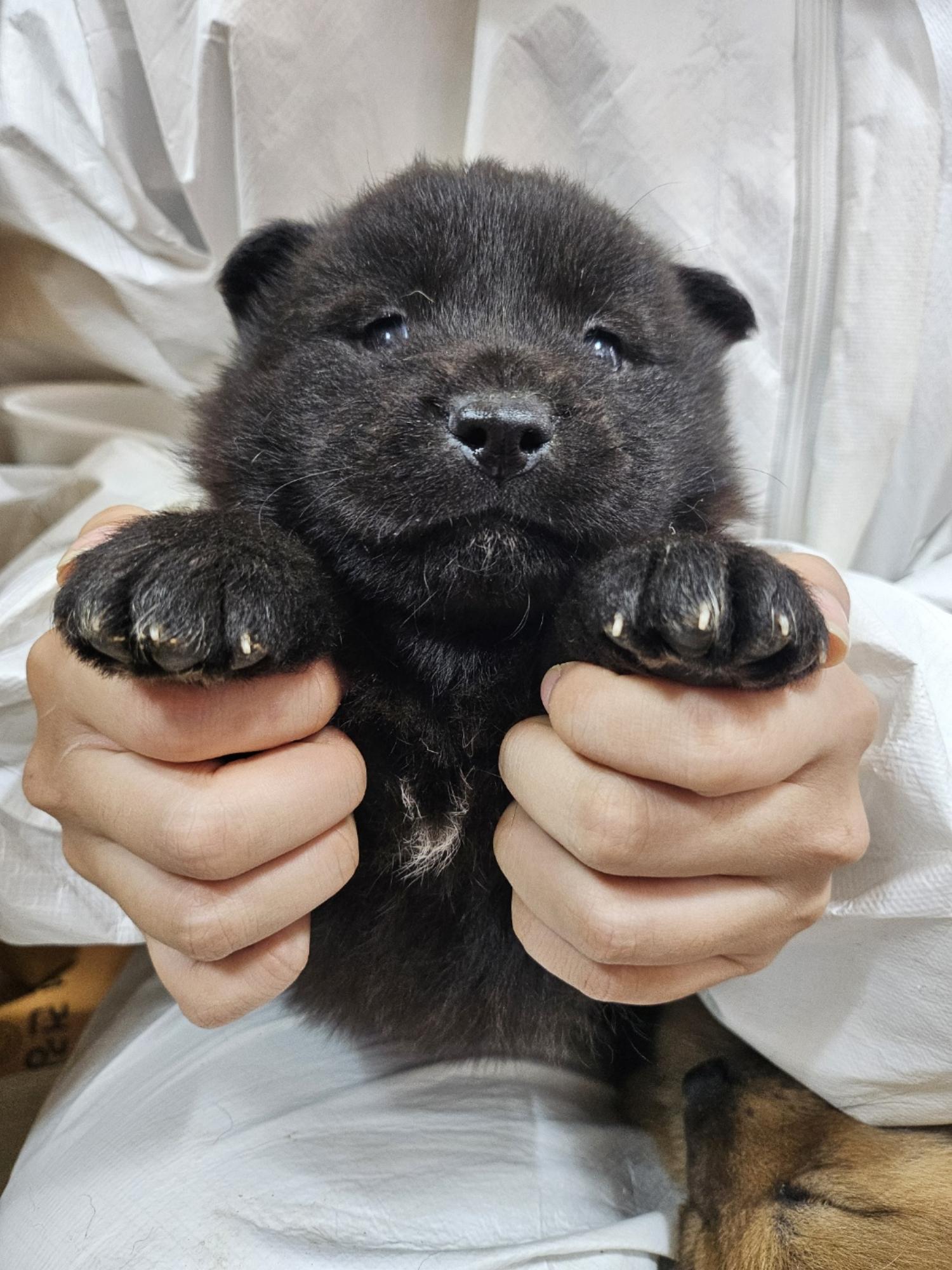 울산유기동물보호센터_431373202500109