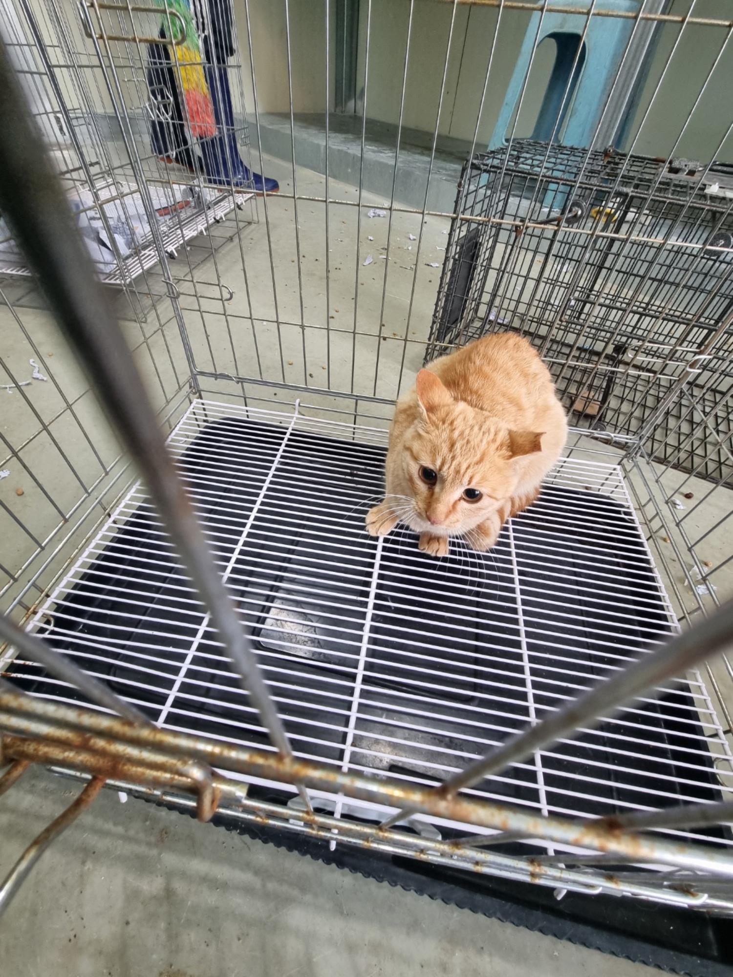 부안군 동물보호센터_445479202500074