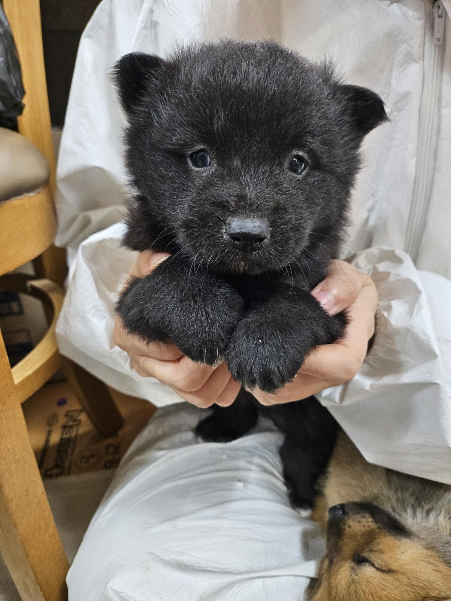 울산유기동물보호센터_431373202500108