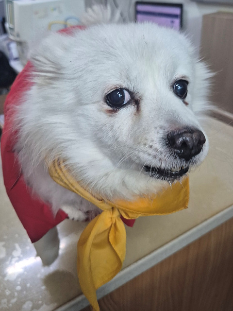 삼산종합동물병원_428354202500076