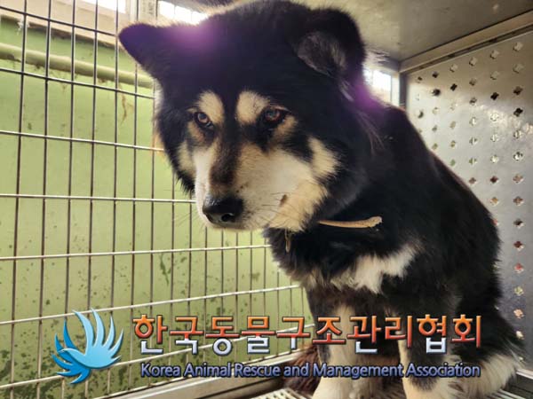 한국동물구조관리협회_441414202500049