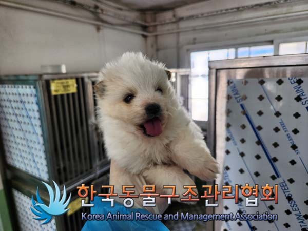 한국동물구조관리협회_441560202500132