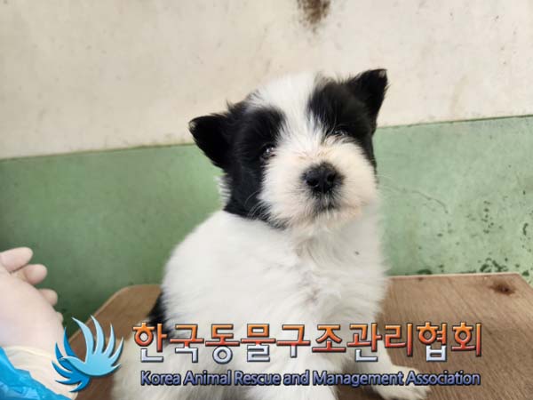 한국동물구조관리협회_441406202500065