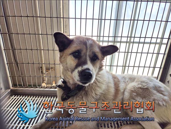 한국동물구조관리협회_441414202500048