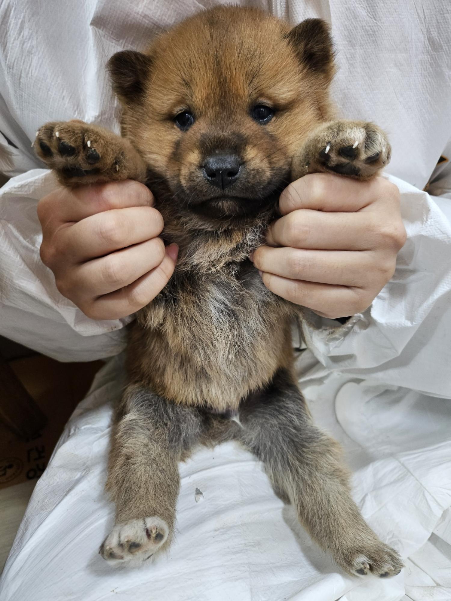 울산유기동물보호센터_431373202500110