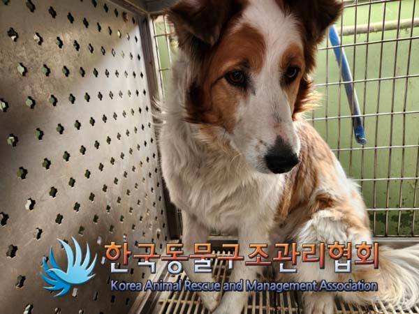 한국동물구조관리협회_441406202500063
