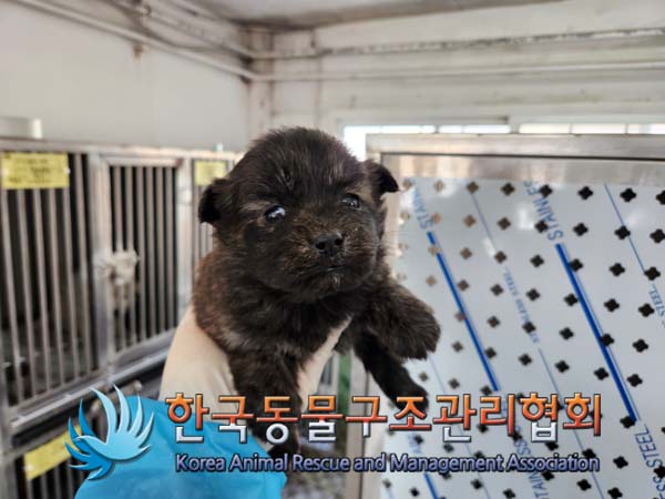 한국동물구조관리협회_441560202500133