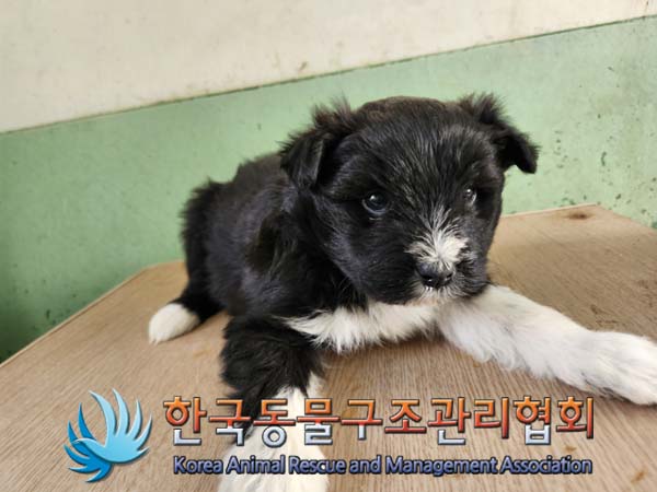 한국동물구조관리협회_441406202500066