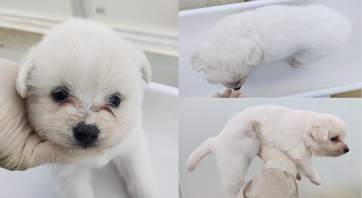 서산시 동물보호센터_444453202500065