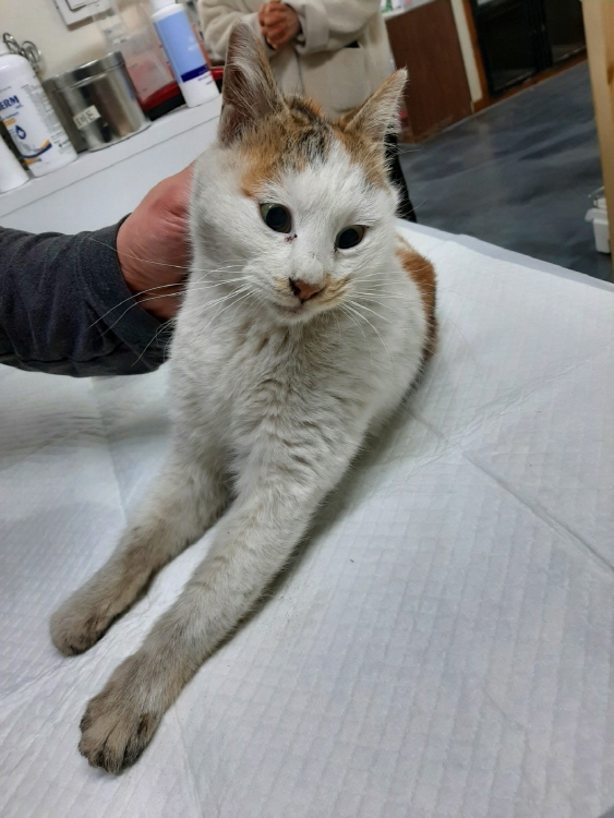 박영재동물병원_445464202500146