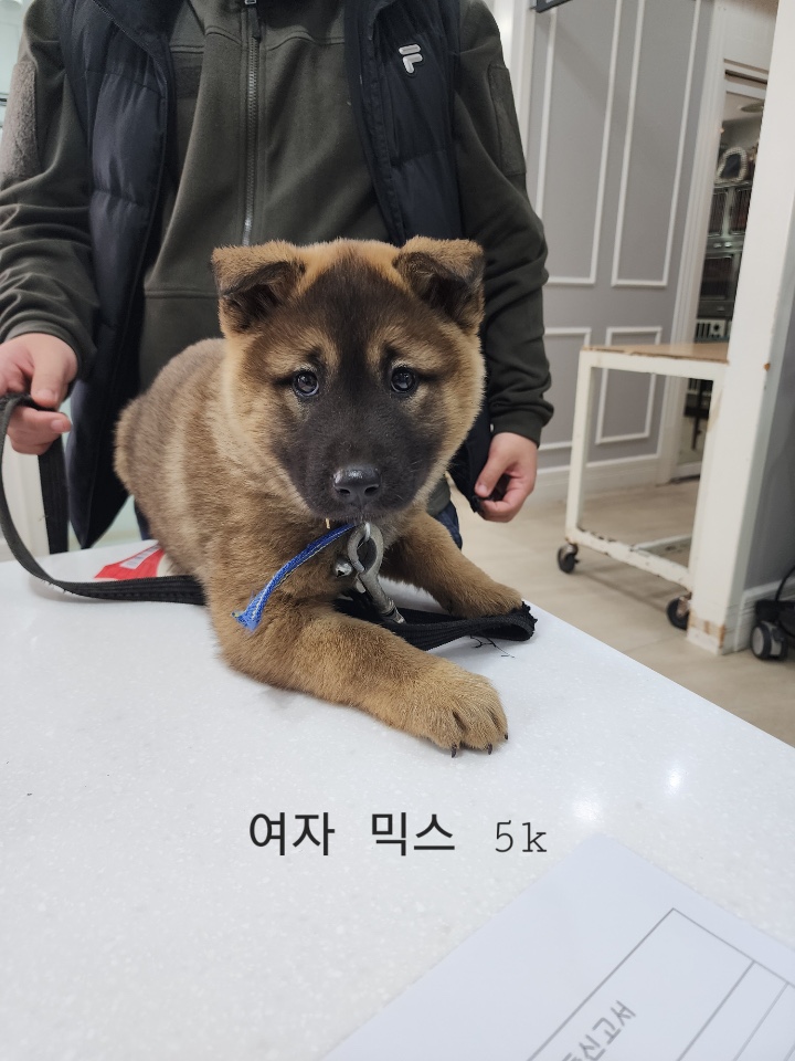 종료(반환) 믹스견…