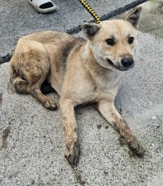 제주 동물보호센터_450650202500333