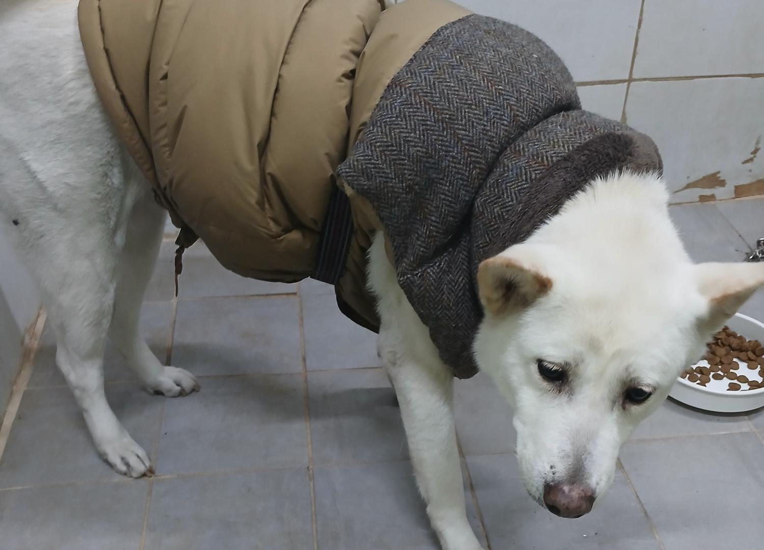 대구유기동물보호협회_427344202500011