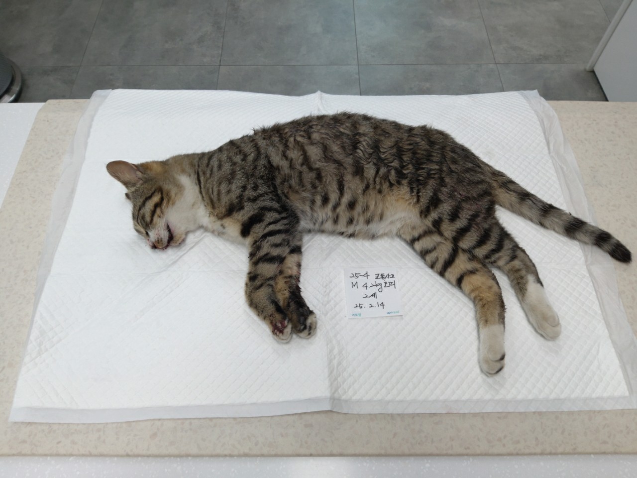 태백시유기동물보호소_442422202500015