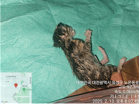대전동물보호센터_430367202500043