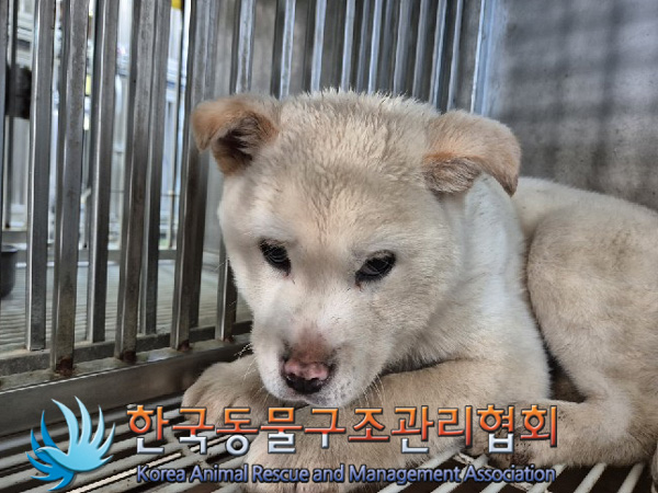 한국동물구조관리협회_441559202500078