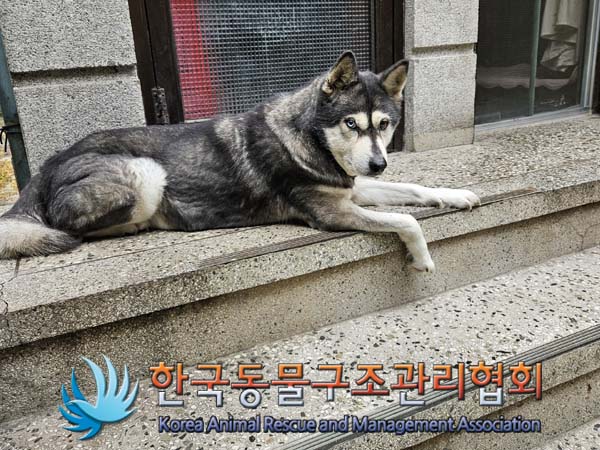 한국동물구조관리협회_411309202500008