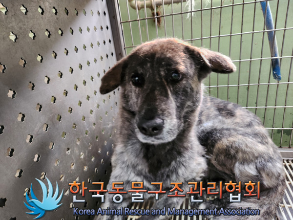 한국동물구조관리협회_411300202500005