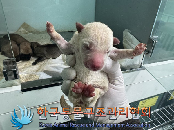 한국동물구조관리협회_411317202500015