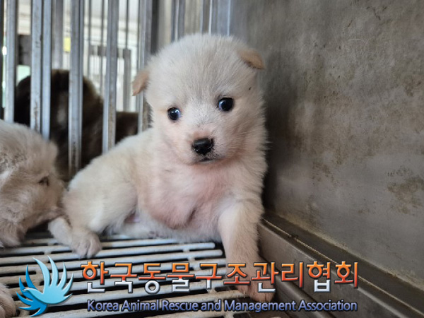 한국동물구조관리협회_441559202500073