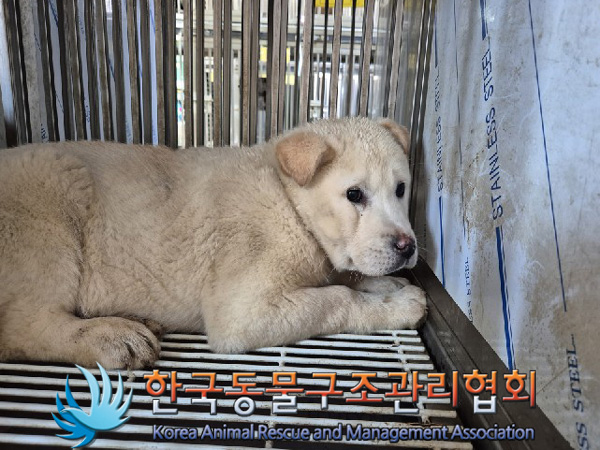 한국동물구조관리협회_441559202500077