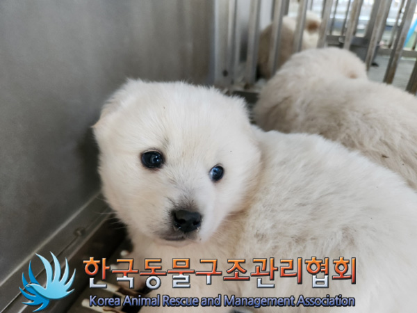 한국동물구조관리협회_441559202500074