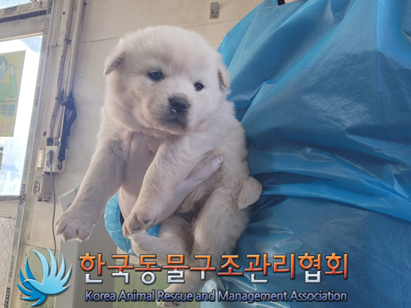 한국동물구조관리협회_441559202500075