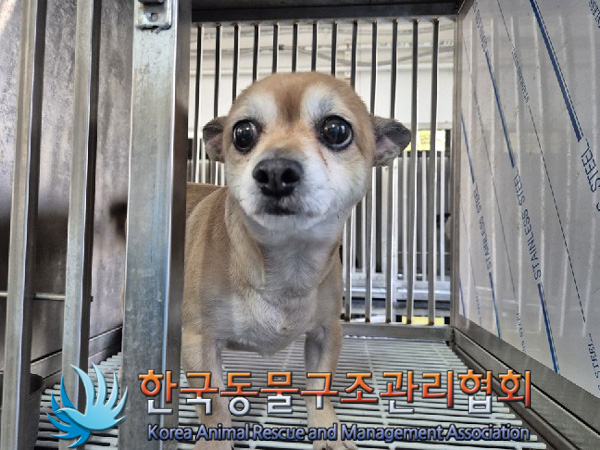 한국동물구조관리협회_411316202500009