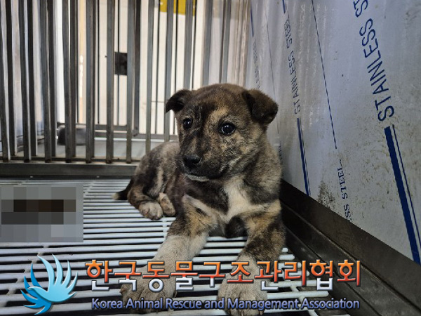 한국동물구조관리협회_441409202500103