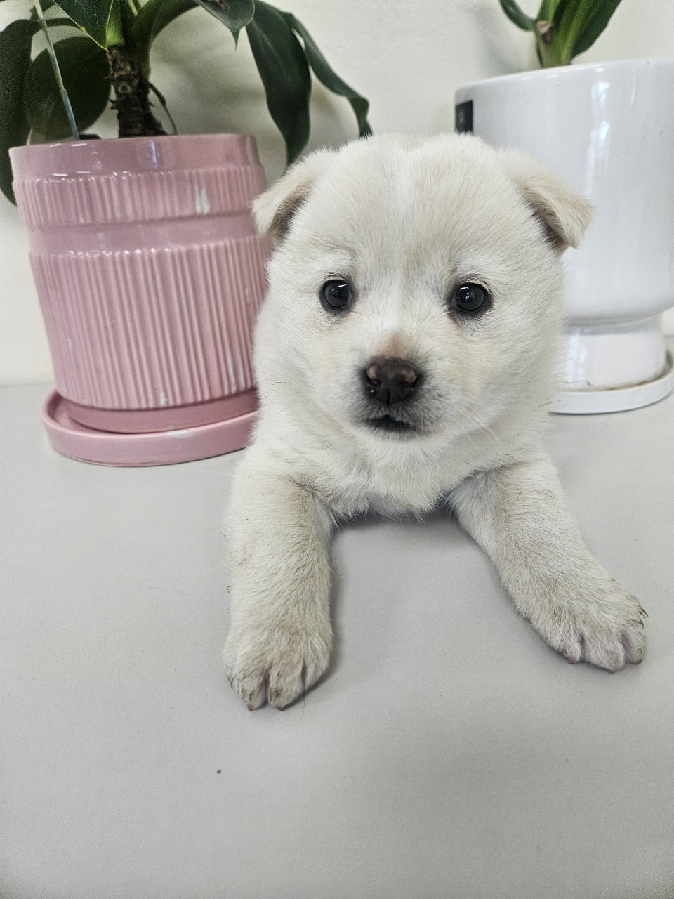 아산동물복지지원센터_444452202500146