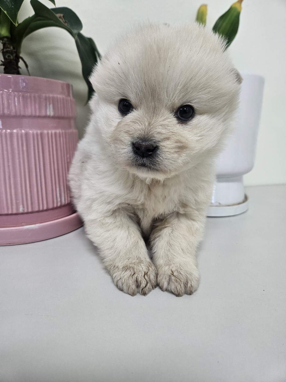 아산동물복지지원센터_444452202500148