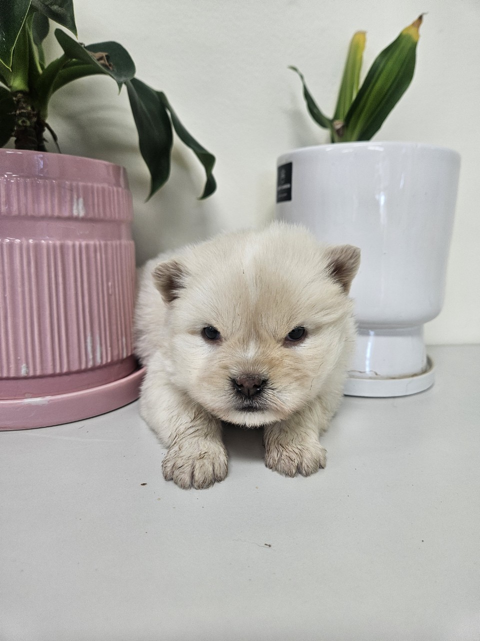 아산동물복지지원센터_444452202500147