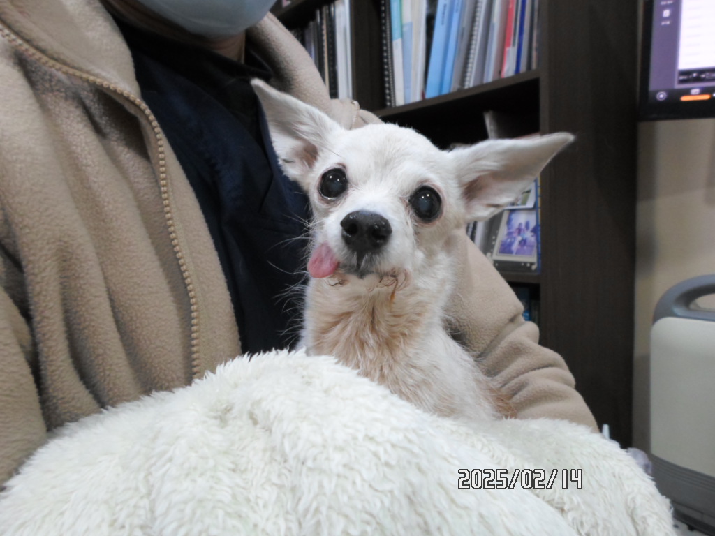 디아크동물종합병원_411319202500015