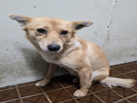 원주시동물보호센터_442419202500094