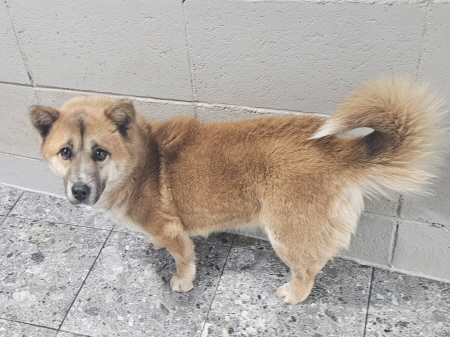 원주시동물보호센터_442419202500098