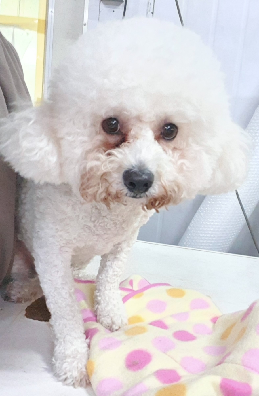 인천광역시수의사회_428353202500038